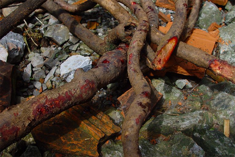 Huyết rồng giúp cầm máu và làm lành vết thương