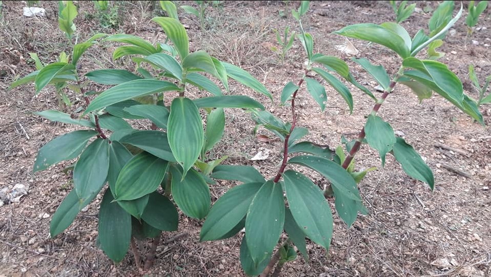 Mía dò thường dùng trong các bài thuốc lợi tiểu