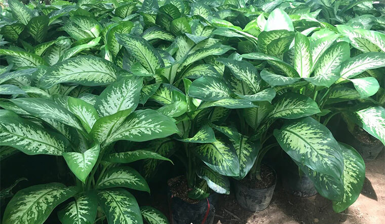 Cây vạn niên thanh có thể dùng cho nhiều trường hợp khác nhau