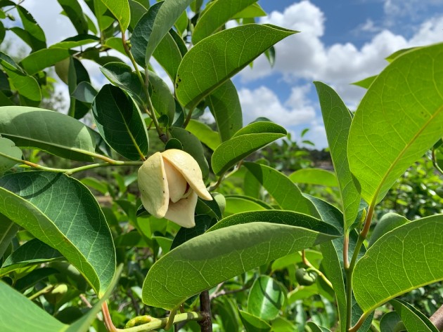 Y học cổ truyền thường dùng lá bình bát