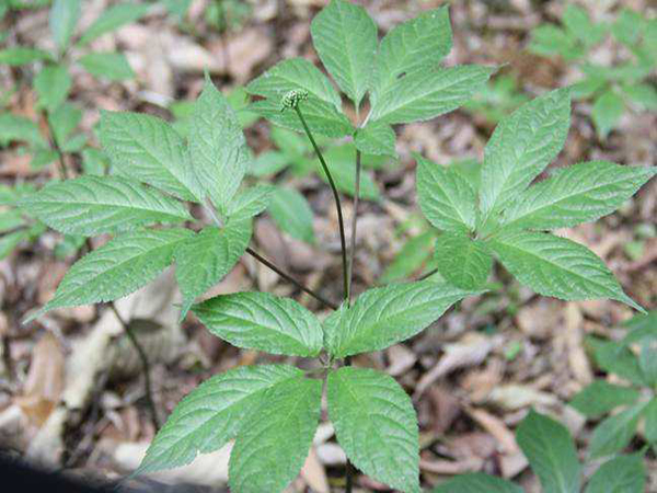 Cây tam thất hoang là vị thuốc quý của núi rừng