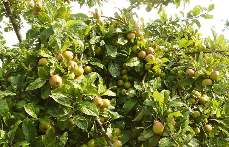 Cây táo mèo rất quen thuộc ở các tỉnh vùng núi phía Bắc