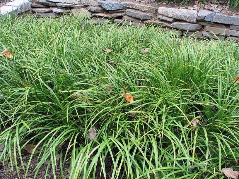 Cây thạch xương bồ là dạng cây cỏ