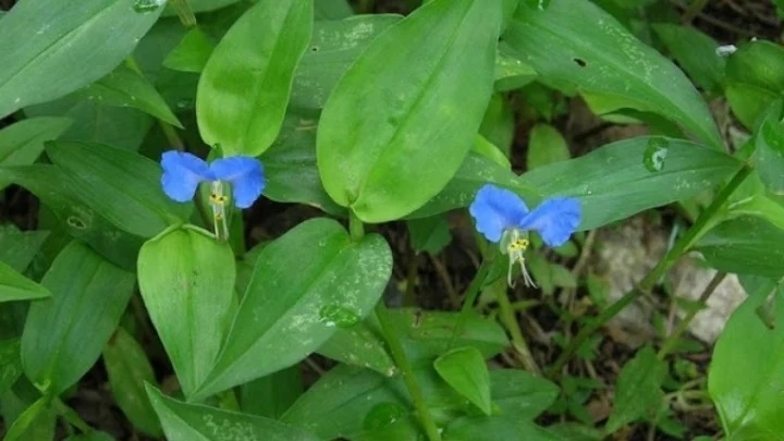 Cây thài lài trắng rất quen thuộc với bà con ở vùng quê