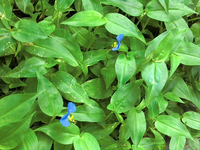 Thài lài trắng hỗ trợ tốt cho bệnh về da liễu