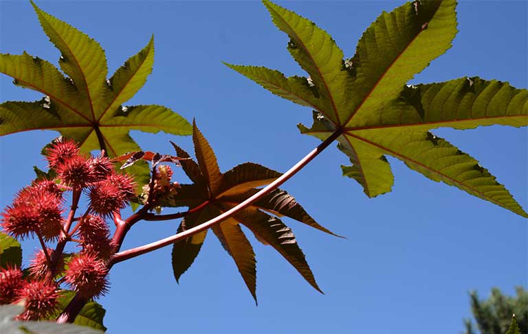 Cây thầu dầu chữa xương khớp: Dùng sao cho đúng để không rước họa vào thân