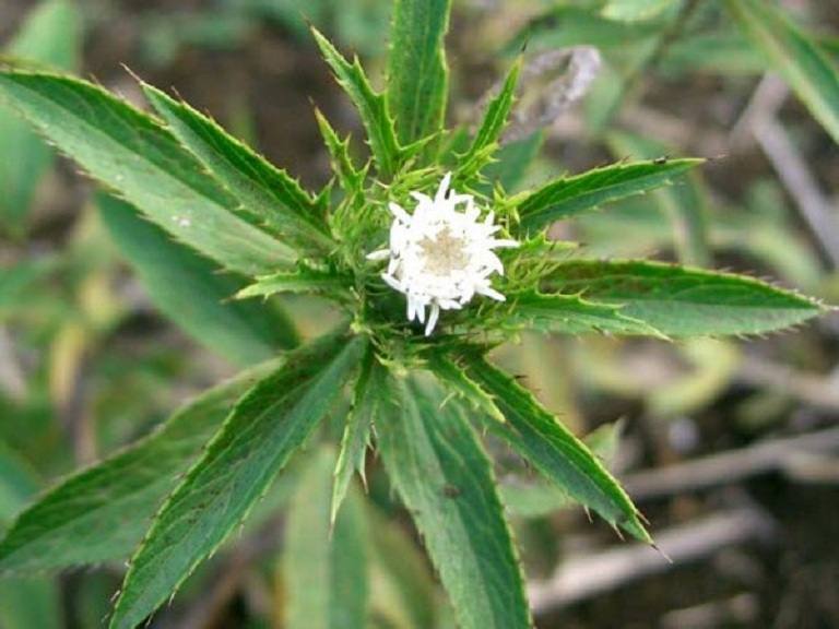 Cây thương truật thuộc họ cúc