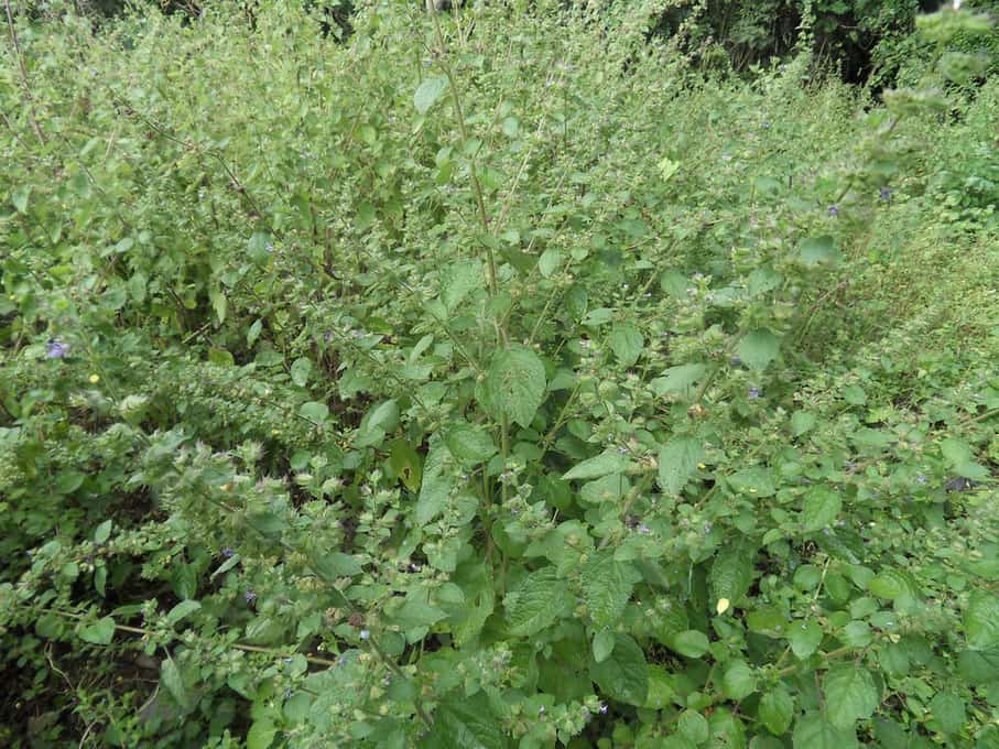 Tía tô dại hỗ trợ giải cảm rất tốt