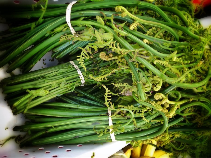 Cây rau dớn có thể hỗ trợ giảm đau xương khớp