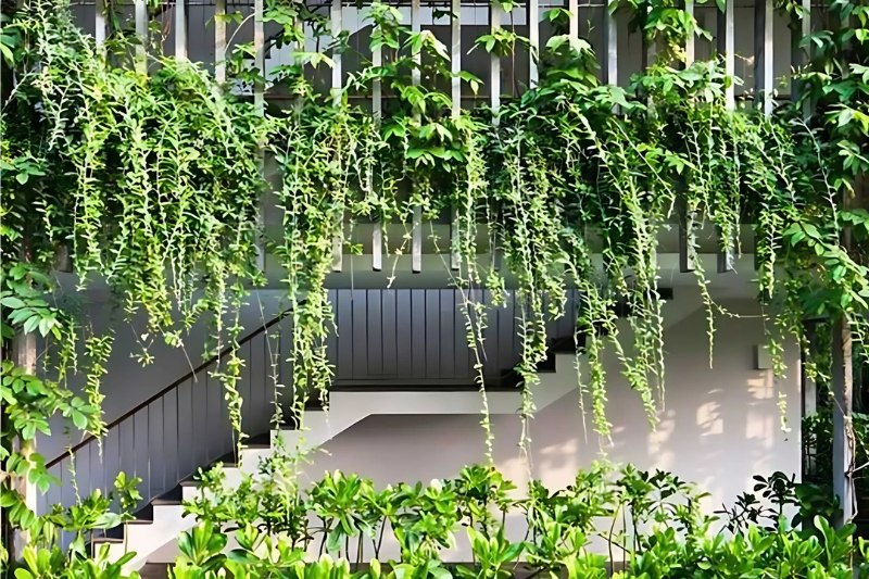 Cúc tần Ấn Độ thường được dùng để trị bệnh ngoài da