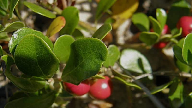 Lộc đề chủ yếu dùng trong các bài thuốc xương khớp