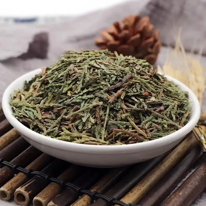 Trắc bách diệp được ứng dụng trong khá nhiều bệnh lý