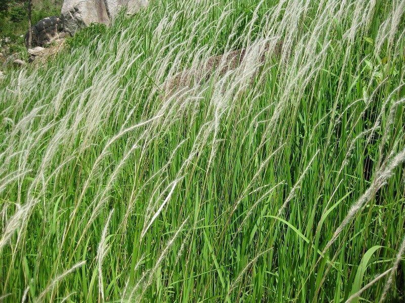 Cây cỏ tranh thường được dùng phần rễ