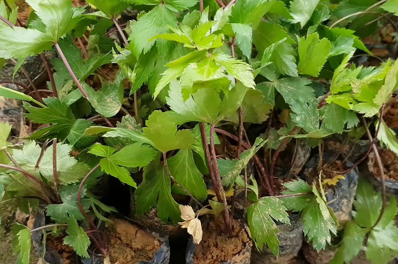 Cây đương quy được dùng rất nhiều trong y học