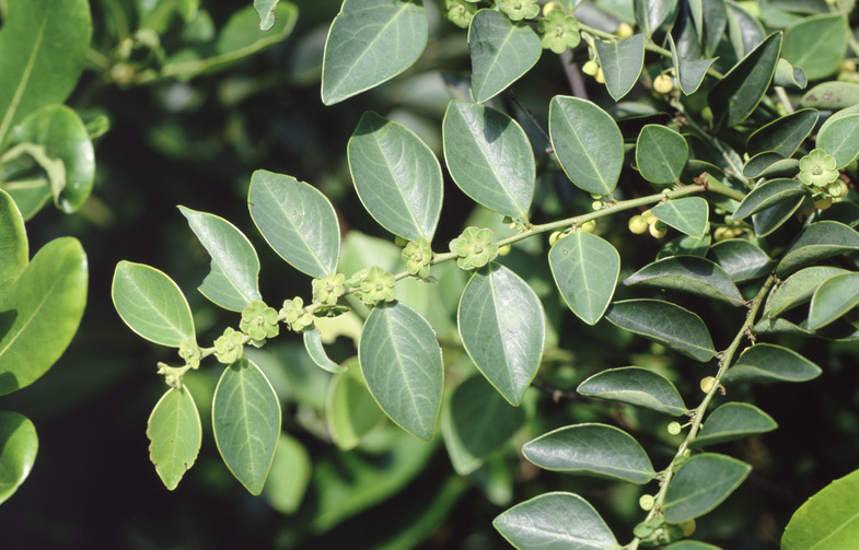 Cây bồ cu vẽ thuộc họ thầu dầu