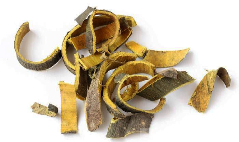 Vị thuốc hoàng bá dùng cho nhiều bệnh lý khác nhau