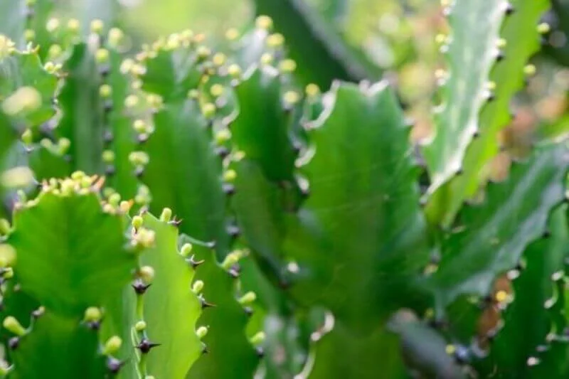 Xương rồng ba cạnh từ lâu đã được ứng dụng phổ biến trong y học