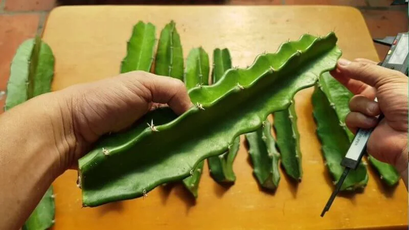 Xương rồi ba cạnh thường dùng trong các bệnh lý xương khớp