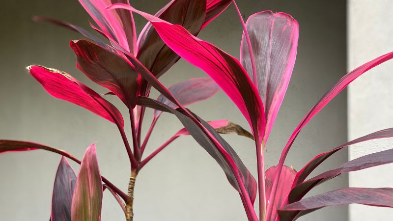 Cây huyết dụ đỏ thường được làm cây cảnh