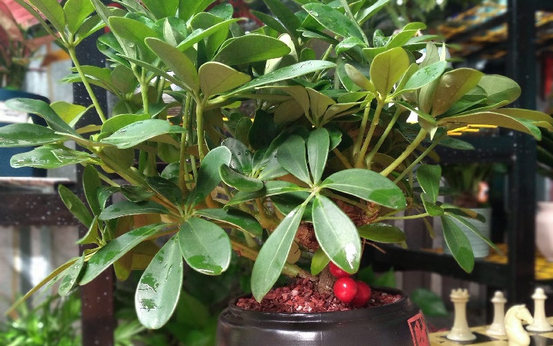 Ngũ gia bì cho tác dụng cải thiện xương khớp khá tốt