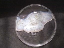 Cách kiểm tra tinh trùng mạnh hay yếu tại nhà: Bí quyết từ Lão Tuấn