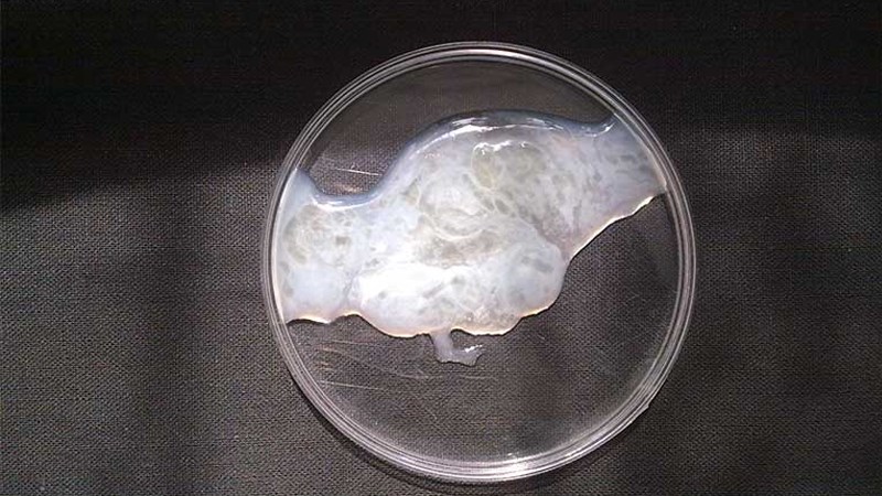 Cách kiểm tra tinh trùng mạnh hay yếu tại nhà: Bí quyết từ Lão Tuấn