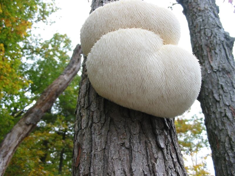 Nấm đầu khỉ có nhiều ở các vùng có khí hậu mát mẻ