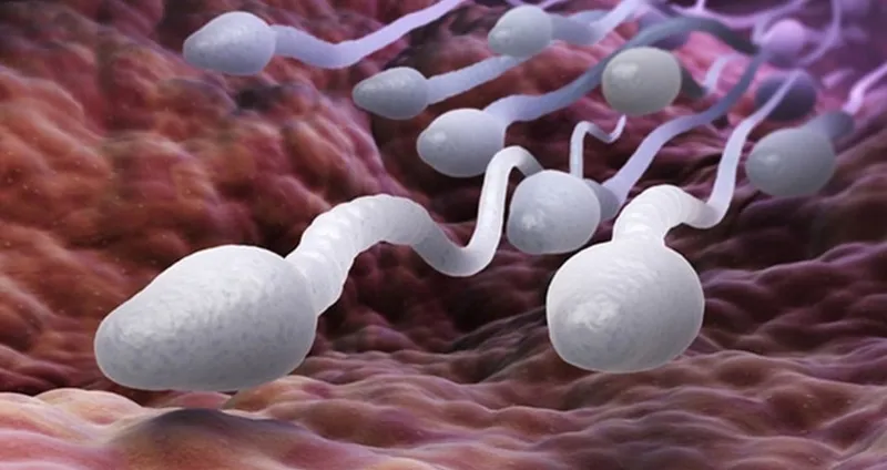 Tinh trùng khỏe nhất vào thời gian nào trong ngày để dễ thụ thai?