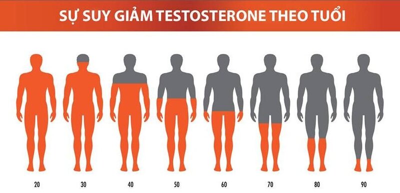 Testosterone: "Nhựa Sống" Nam Nhi Và Cách Bồi Hoàn Bản Lĩnh Tự Nhiên