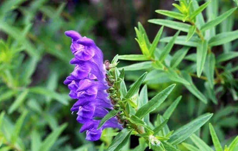 Bán chi liên có hoa màu tím