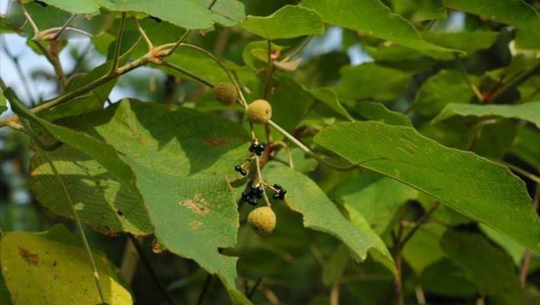 Bùm bụp có thể dùng để trị vết thương ngoài da