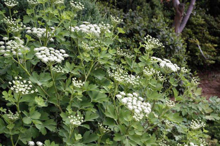 Cây phòng phong thuộc họ hoa tán