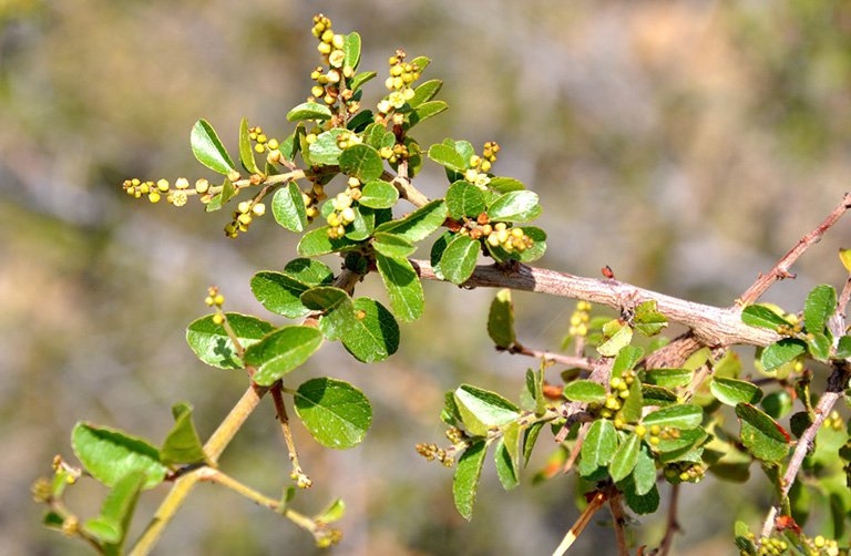 Canh châu còn được gọi là chanh châu