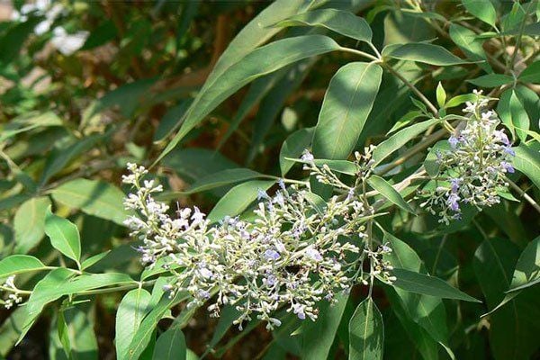 Cây ngũ trảo có thể hỗ trợ chữa bệnh xương khớp