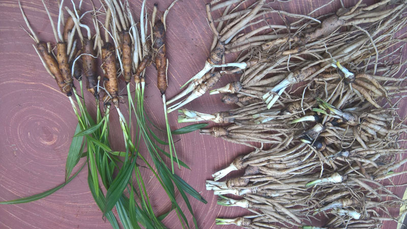 Những vị thuốc Nam trị xuất tinh sớm: Lấy lại bản lĩnh phái mạnh