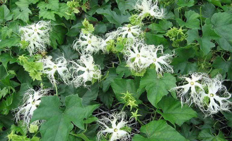 Cây thiên hoa phấn là loại cây thuộc họ bầu bí