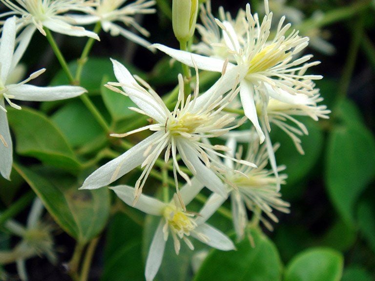 Uy linh tiên thuộc họ mao lương