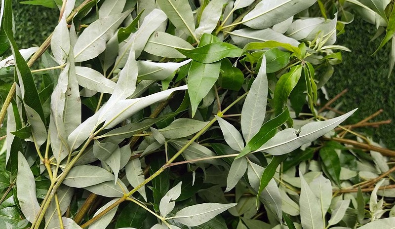 Cây ngũ trảo còn được gọi là cây chân chim