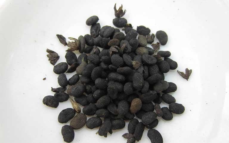 Bổ cốt chỉ là hạt thuộc cây họ đậu