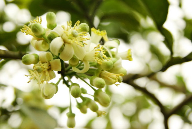 Hoa bưởi giúp an thần giảm căng thẳng