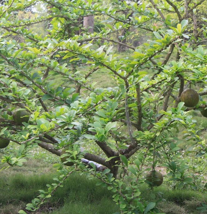 Đây là vị thuốc giúp an thần khá tốt