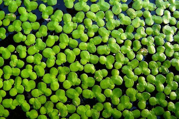 Phù bình rất quen thuộc ở ao hồ làng quê