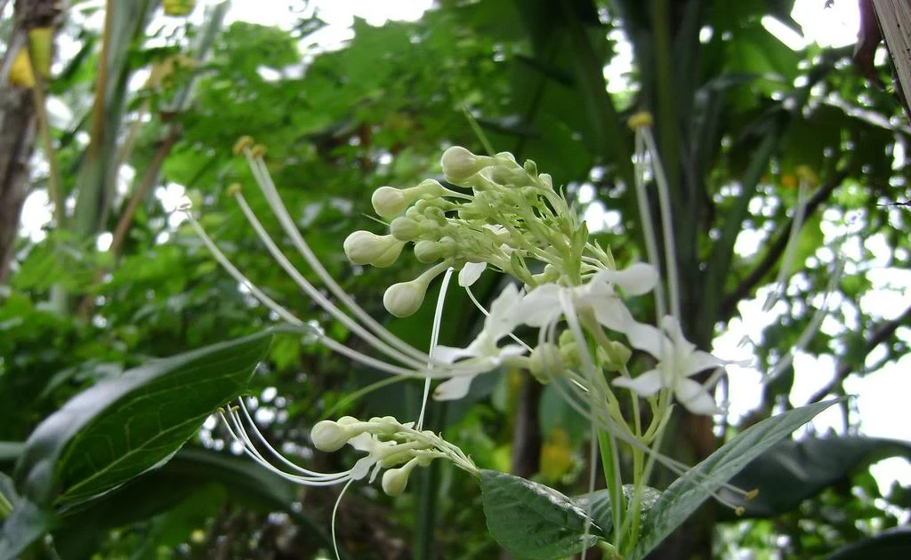 Cây thuốc thường dùng trị bệnh phụ khoa