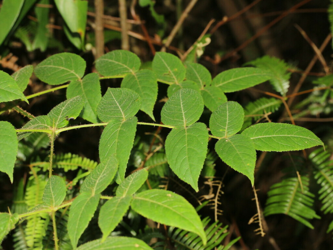 Đơn châu chấu giúp giảm đau xương khớp