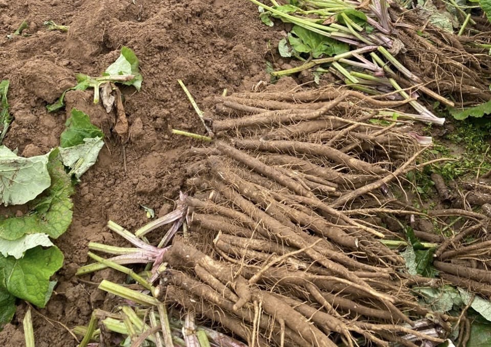 Rễ ngưu bàng dùng cho cả cảm mạo và mụn nhọt