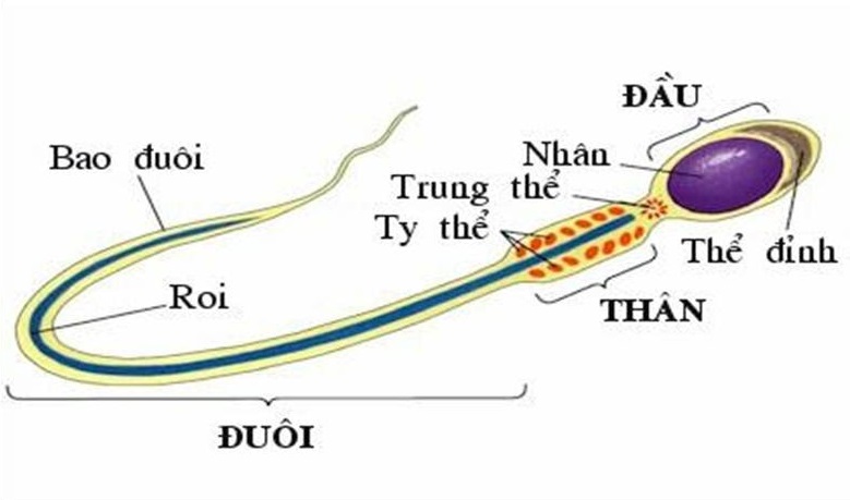 Tinh Trùng Đầu Nhỏ It Acrosome: Cách Phục Hồi "Mũi Khoan" Từ Gốc Thận