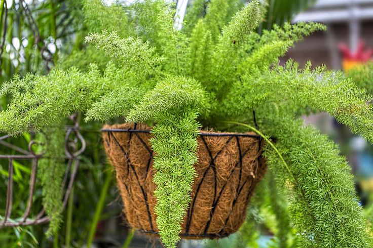 Cây đuôi chồn thường dùng trong các bài thuốc xương khớp