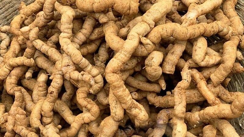 Thận yếu uống thuốc gì? Lời dặn tâm huyết từ Lão Tuấn giúp hồi phục gốc sớm