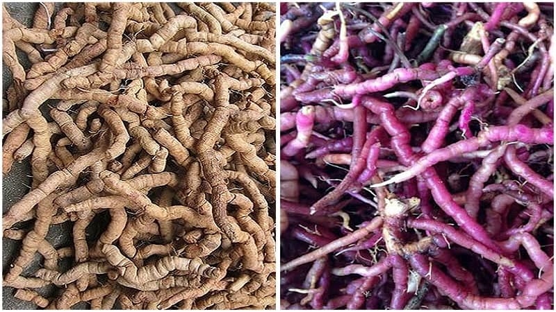 Thuốc nam trị thận dương hư: Bí quyết giữ "ngọn lửa" cho Anh Em