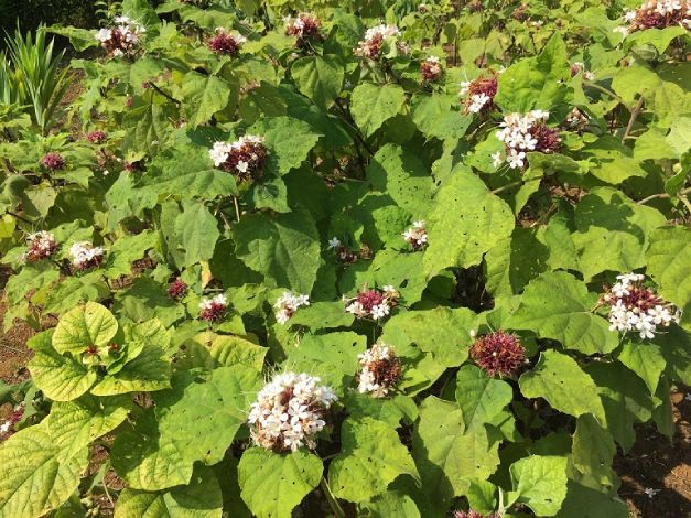 Bạch đồng nữ thuộc họ cỏ roi ngựa